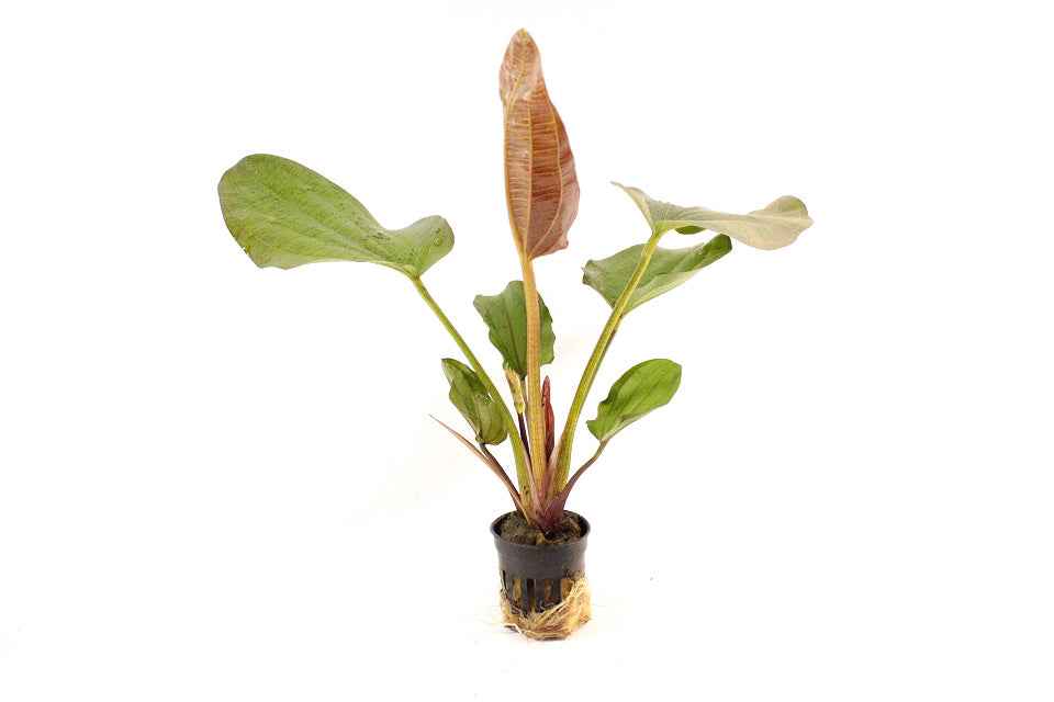 Echinodorus Phyton