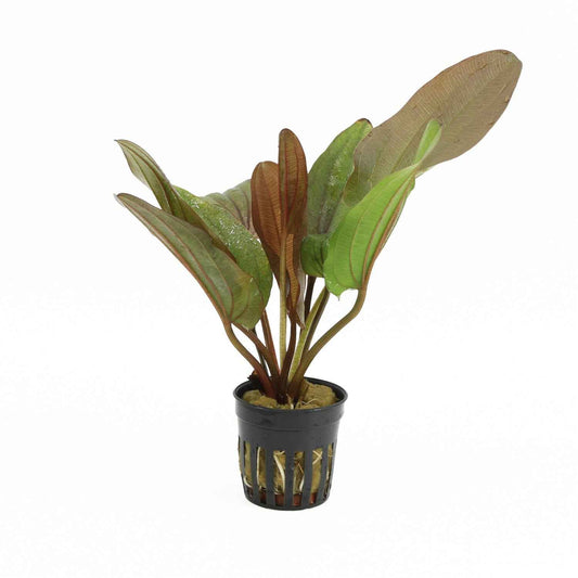 Echinodorus Phyton - Aquariumplants - Aquascape