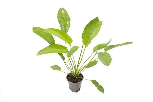 Echinodorus Tricolor - Aquascape - Aquariumplants