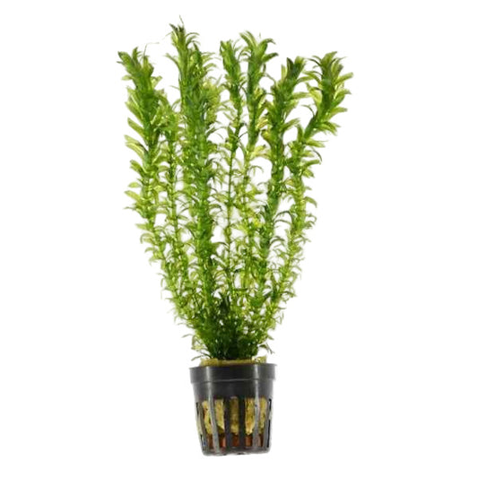 Elodea Densa - Aquariumplants