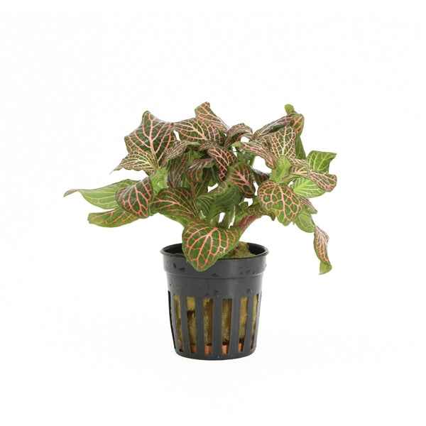 Fittonia Red - Terrascape - Terrariumplants