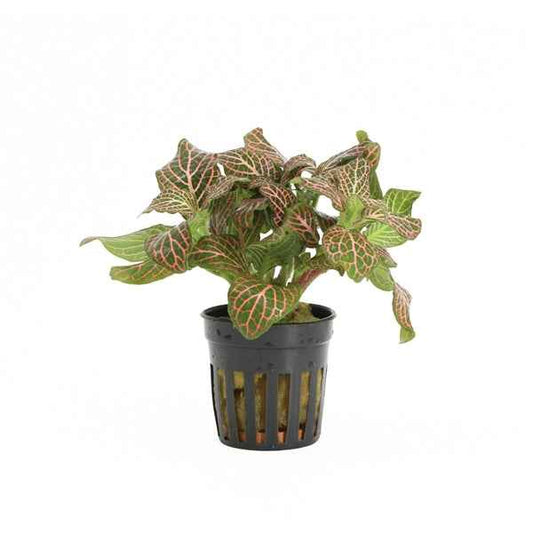 Fittonia Red - Terrascape - Terrariumplants