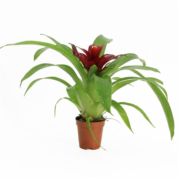 Guzmania Bromelia - Terrascape - Terrariumplants