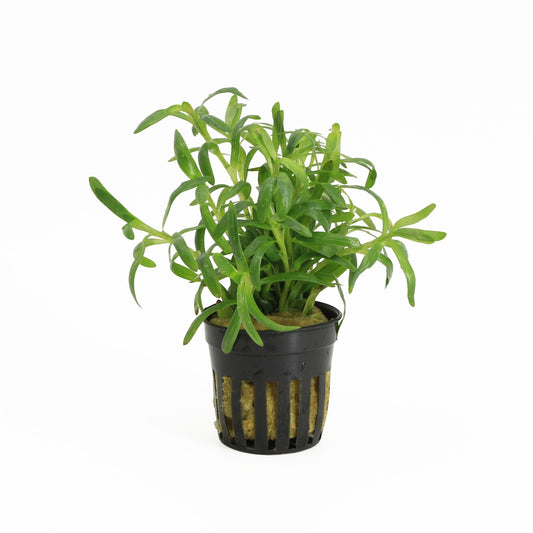 Heteranthera Zosterifolia