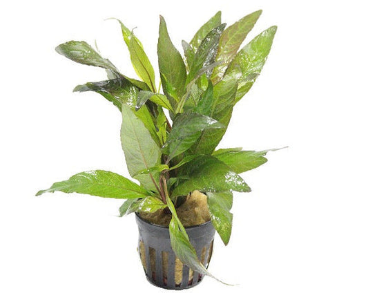 Hygrophila Angustifolia Rubra - Aquascape - Aquariumplants