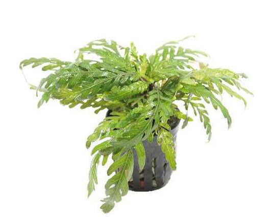 Hygrophila Pinnatifida - Aquascape - Aquariumplants