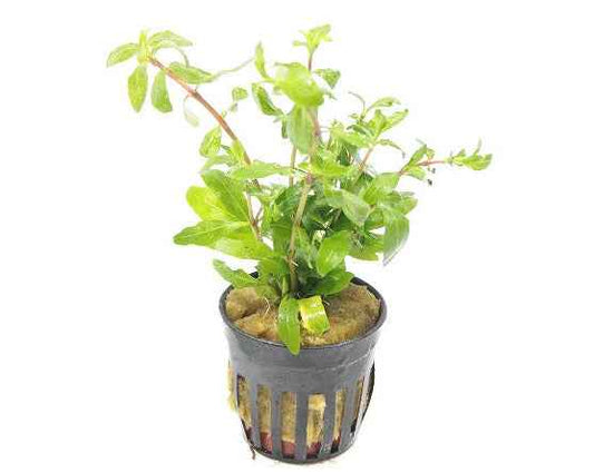 Hygrophila Polysperma - Aquascape - Aquariumplants