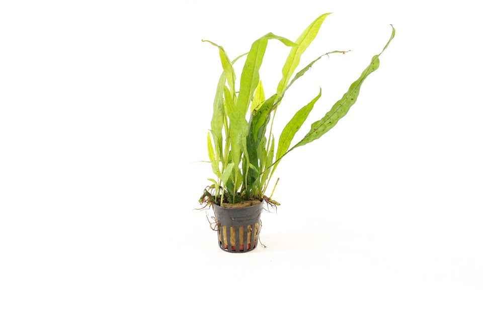 Microsorum Pteropus - Aquariumplants
