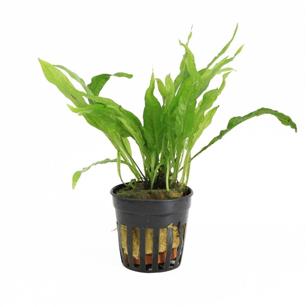 Microsorum Pteropus Narrow Leaf - Aquascape - Aquariumplants