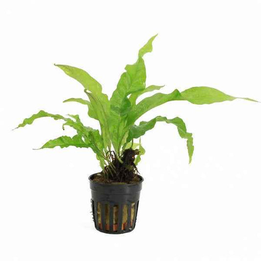 Microsorum Pteropus - Aquascape - Aquariumplants