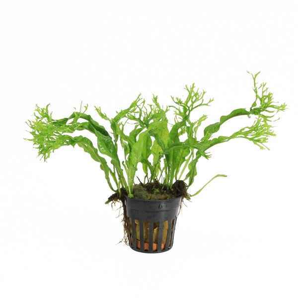 Microsorum Pteropus Specie - Aquascape - Aquariumplants
