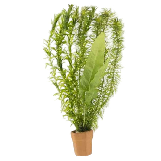 Mixed Bunch - Cold Water - Aquariumplants