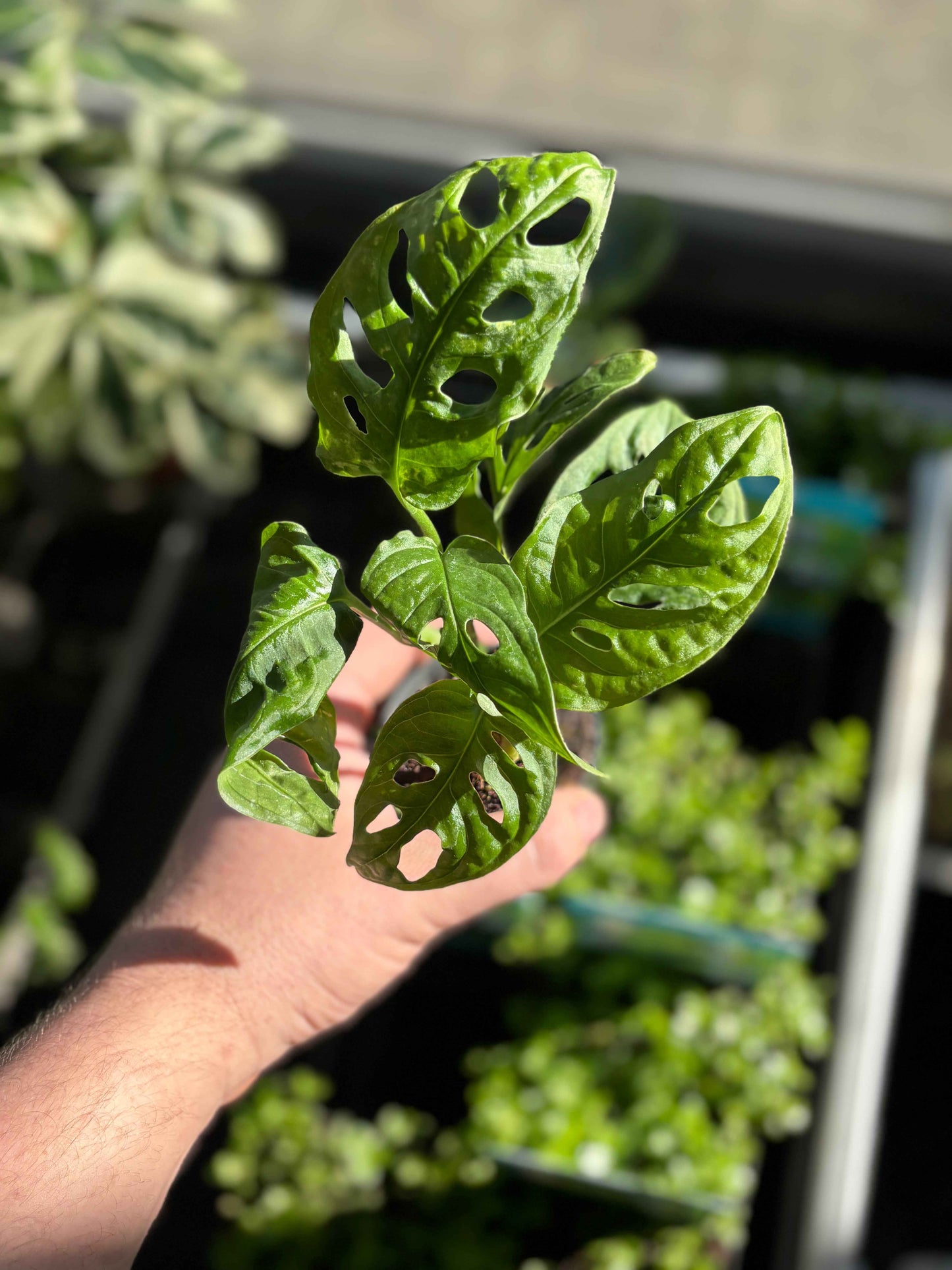Monstera Mix - Terrascape - Terrariumplants