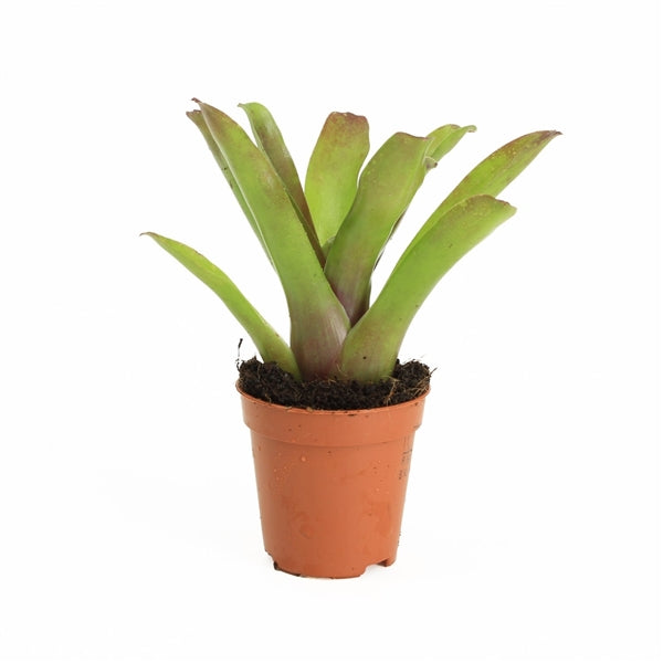 Neoregelia Bromelia - Terrascape - Terrariumplants