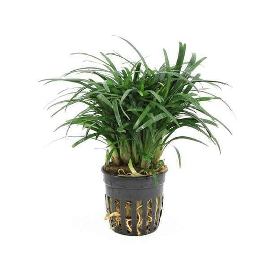 Ophiopogon Japonica Pussilus - Terrascape - Terrariumplants