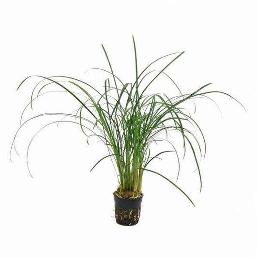 Ophiopogon Japonica - Terrascape - Terrariumplants