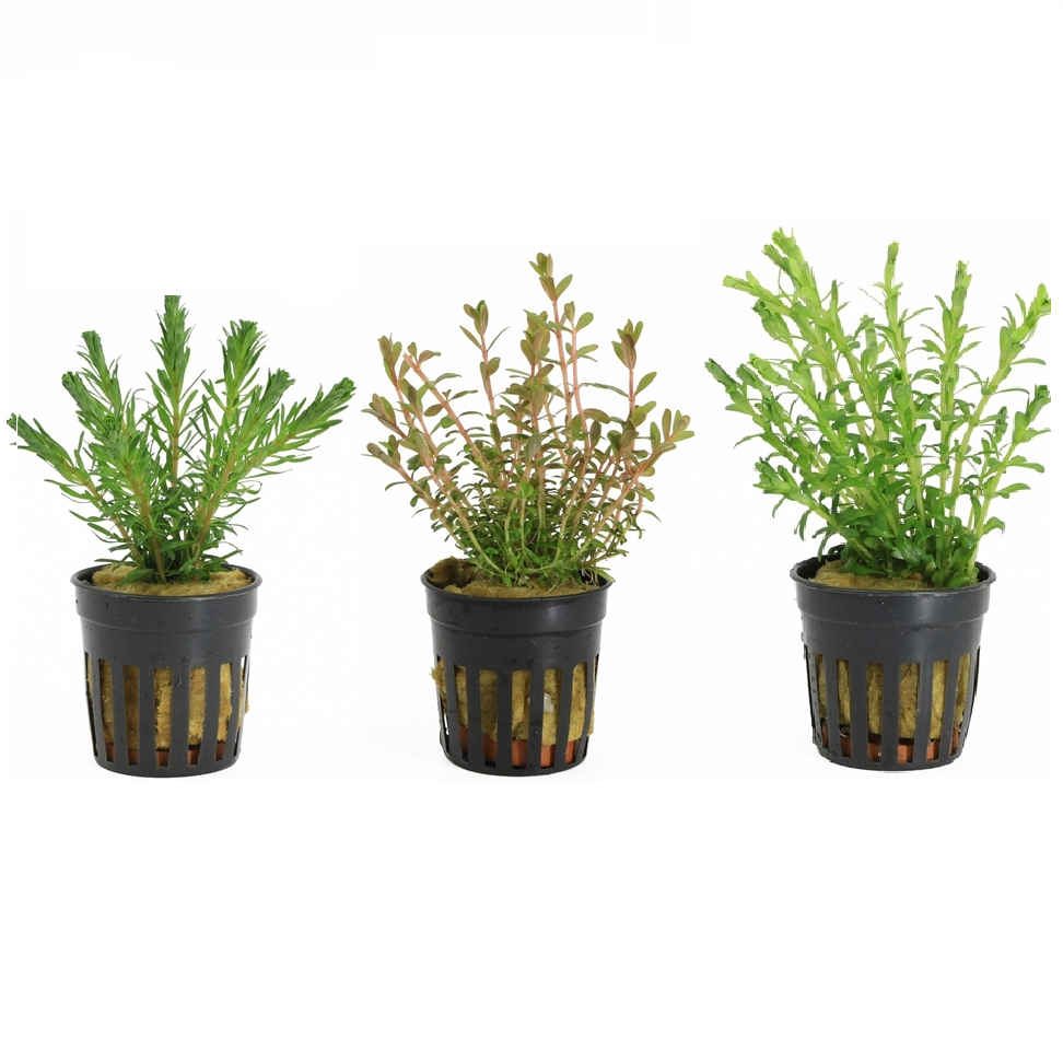 Rotala 3 Pack - Aquascape - Aquariumplants
