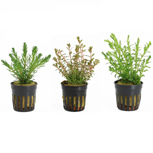 Rotala 3 Pack - Aquascape - Aquariumplants