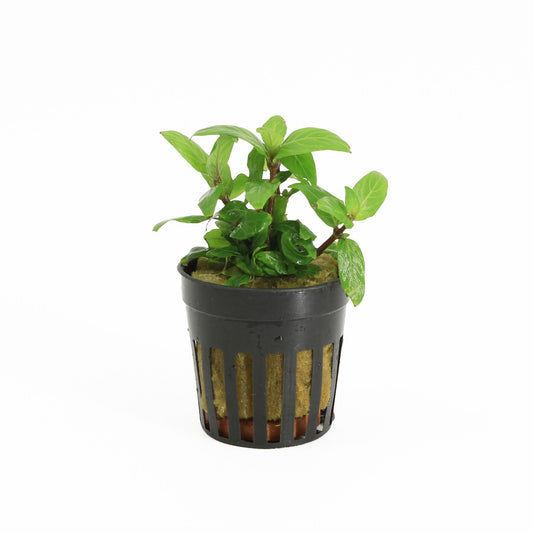 Staurogyne Repens