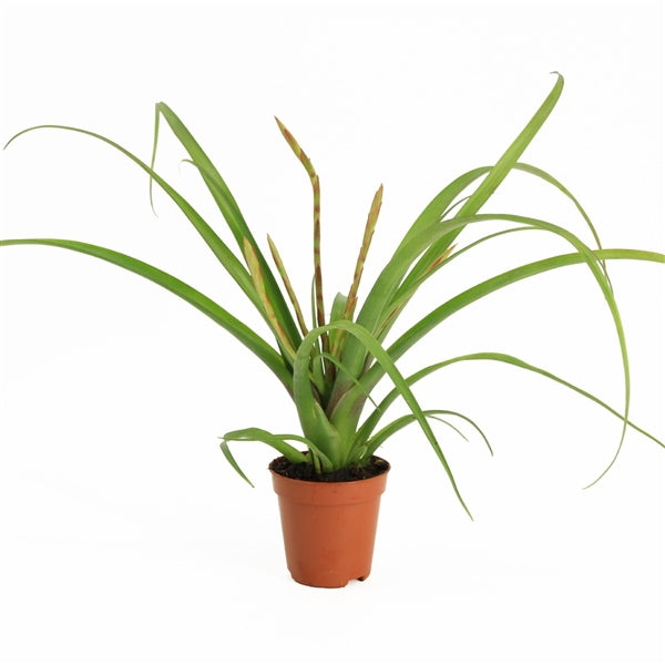 Tillandsia Bromelia - Terrascape - Terrariumplants