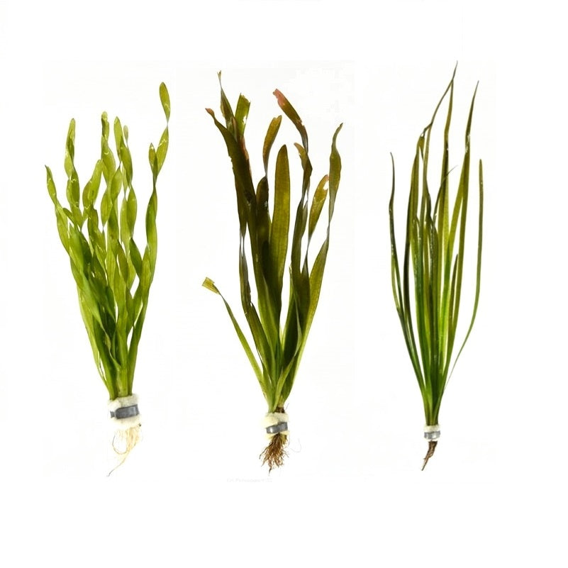 Vallisneria 3 Pack - Aquascape - Aquariumplants