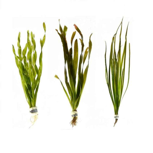 Vallisneria 3 Pack - Aquascape - Aquariumplants