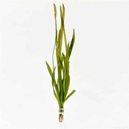 Vallisneria Gigantea Rubra - Aquascape - Aquariumplants