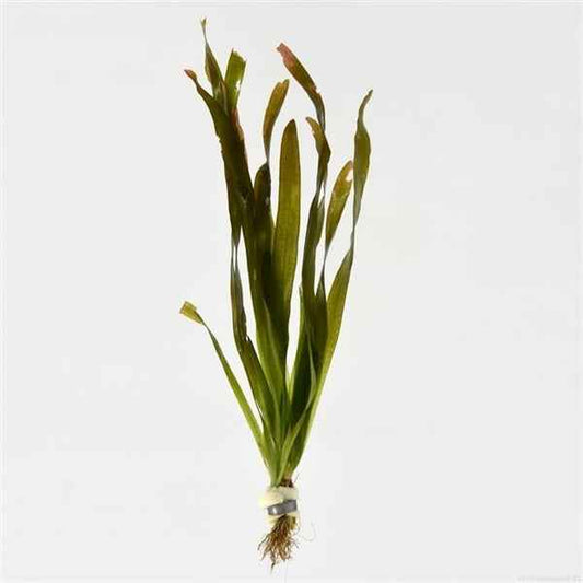 Vallisneria Gigantea - Aquascape - Aquariumplants