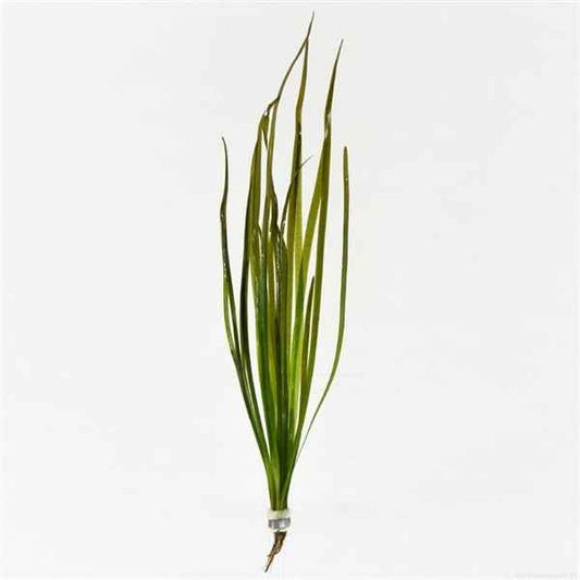Vallisneria Spiralis Red - Aquascape - Aquariumplants