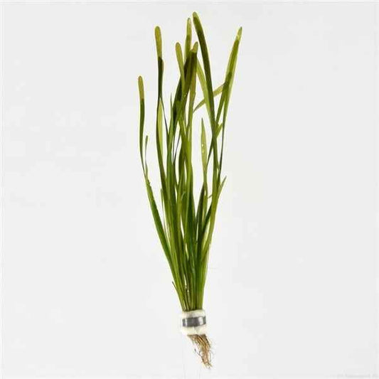 Vallisneria Spiralis - Aquascape - Aquariumplants