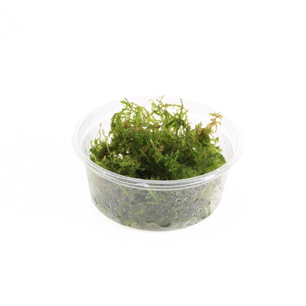 Vesicularia Montagnei - Aquascape - Aquariumplants