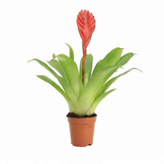Vriesea Bromelia - Terrascape - Terrariumplants