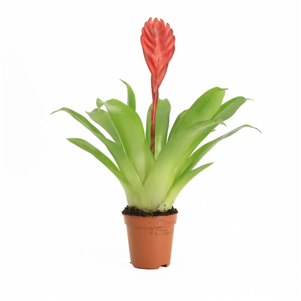 Vriesea Bromelia - Terrascape - Terrariumplants
