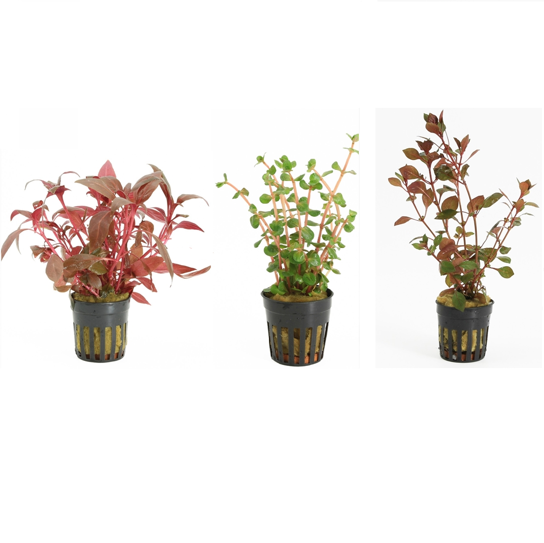 All Plants - Aquascape - Terrascape