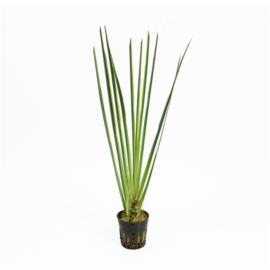 Acorus Gramineus Variegatus - Terrascape - Terrariumplants