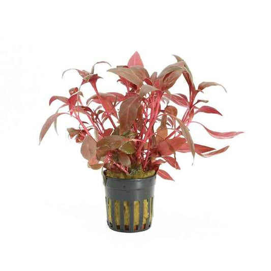 Alternanthera Cardinalis - Aquascape - Aquariumplants