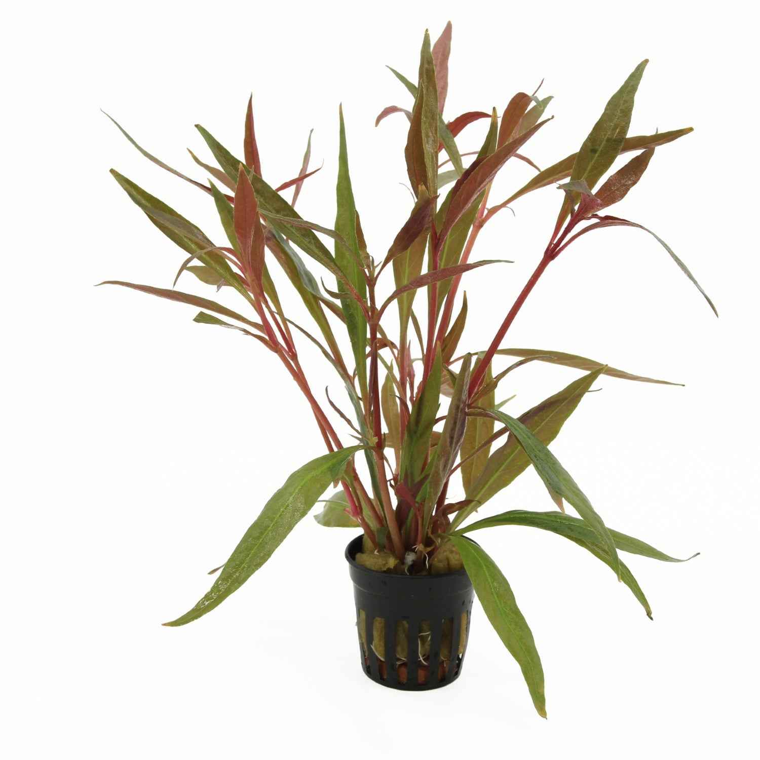 Alternanthera Rosaefolia