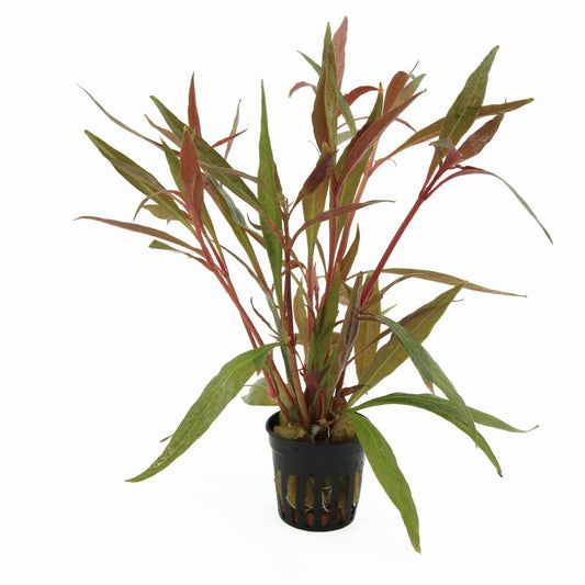 Alternanthera Rosaefolia