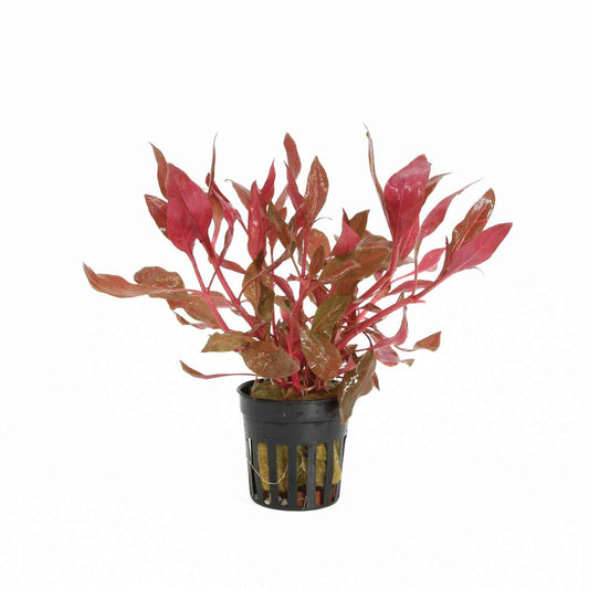Alternanthera Rosanervig