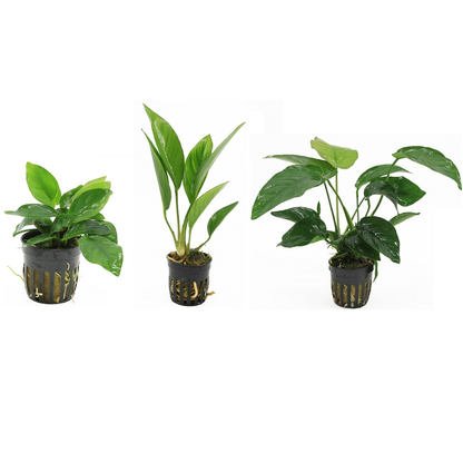 Anubias 3 Pack - Aquascape - Aquariumplants