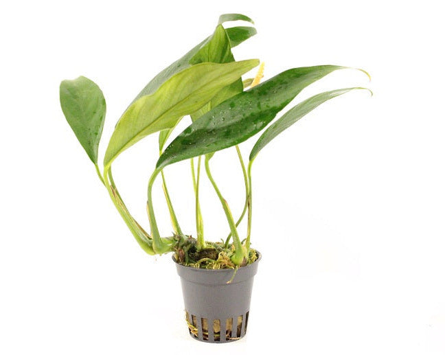 Anubias Afzelii - Aquascape - Aquariumplants