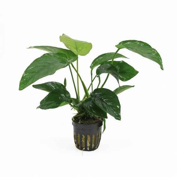 Anubias Barteri - Aquascape - Aquariumplants
