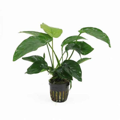 Anubias Barteri - Aquascape - Aquariumplants