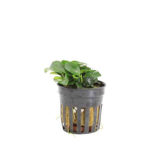 Anubias Bonsai - Aquascape - Aquariumplants