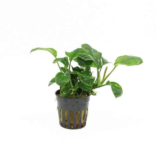 Anubias Golden Coin - Aquascape - Aquariumplants