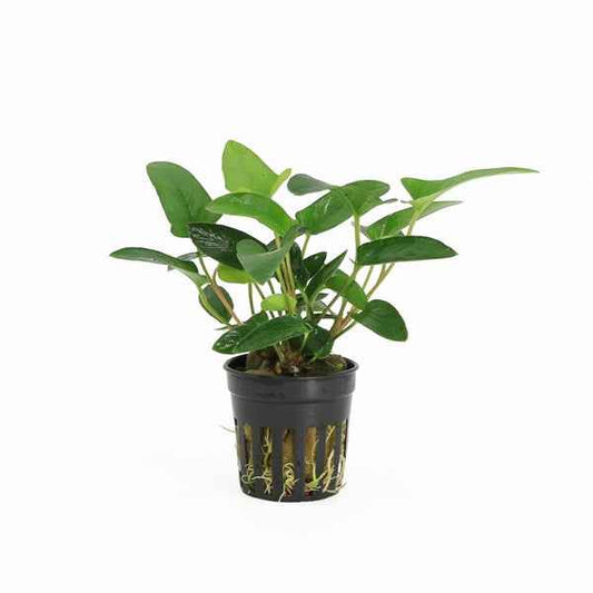 Anubias Gracilis - Aquascape - Aquariumplants