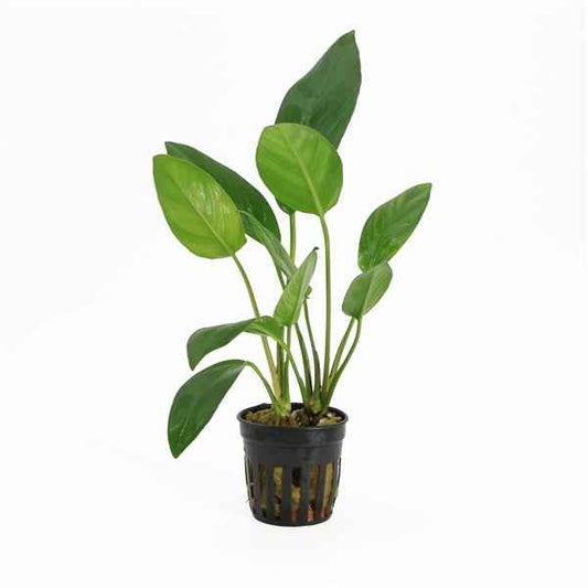 Anubias Hastifolia - Aquascape - Aquariumplants