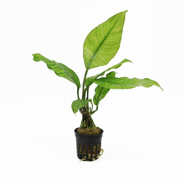 Anubias Heterophylla - Aquascape - Aquariumplants