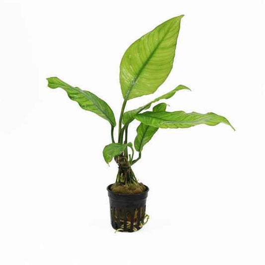 Anubias Heterophylla - Aquascape - Aquariumplants