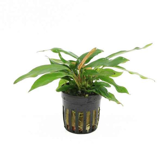 Anubias Minima - Aquascape - Aquariumplants